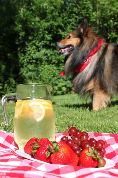 柠檬水和狗野餐 — 图库照片