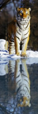 Siberian Tiger on ice clipart