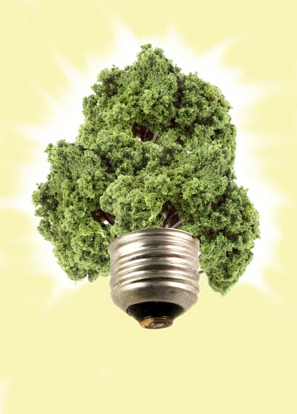 Лампочка эко-дерева — стоковое фото