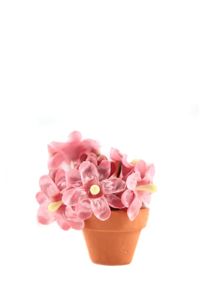 Μινιατούρα διακοσμητικά λουλούδι — Φωτογραφία Αρχείου
