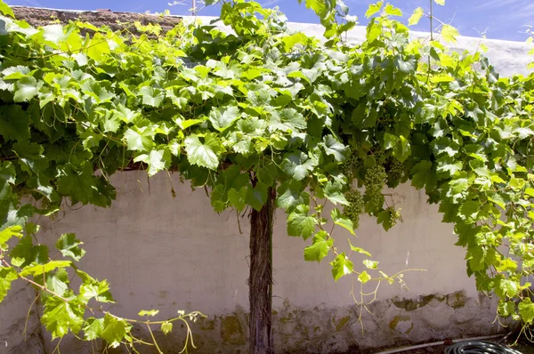 stock image Grape