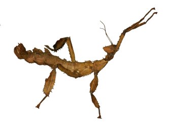 Giant Australian Prickly Stick Insect clipart