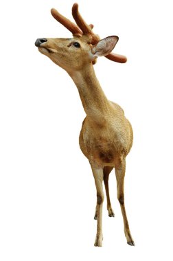 Yung deer isolated on white clipart