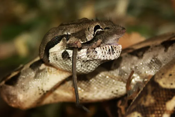 Snake - boa constrictor, lunch with mice — Stock Photo, Image