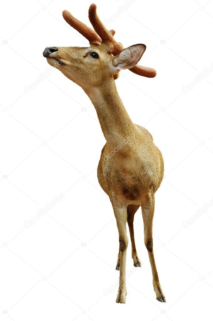 Yung deer isolated on white