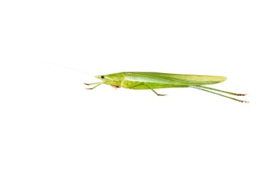 Green Grasshopper isolated on white. clipart