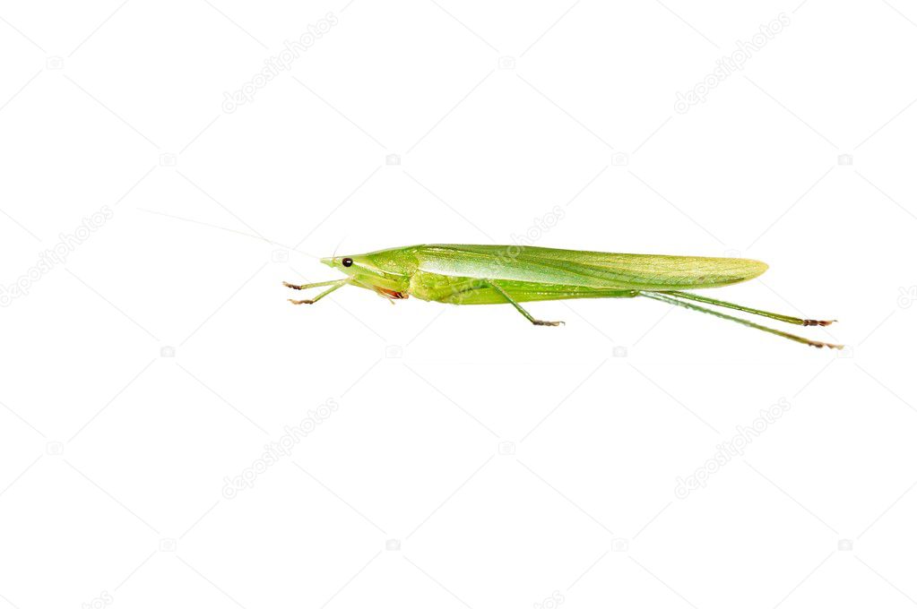 Green Grasshopper isolated on white.