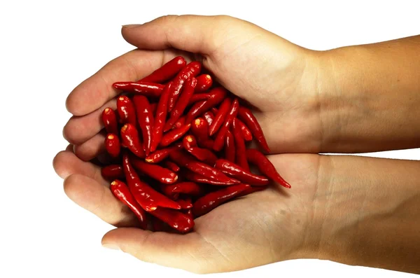 Hot chili peper in de handen — Stockfoto