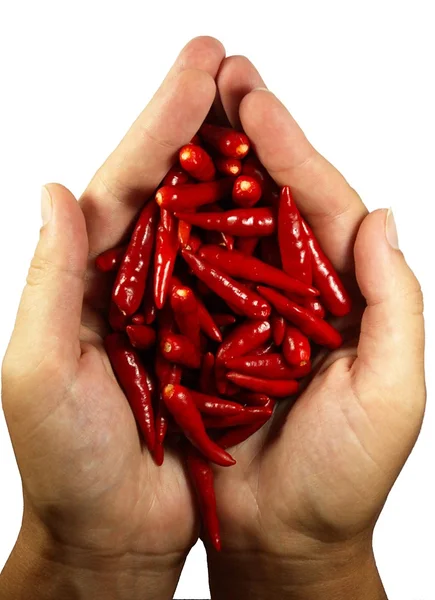 Hot chili peper in de handen — Stockfoto