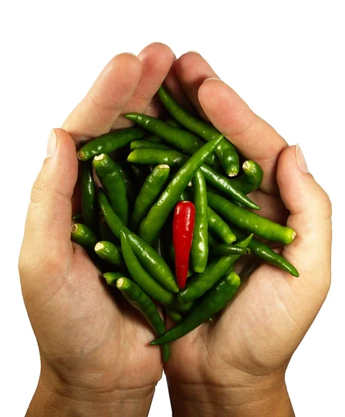 Hot chili pepper v rukou — Stock fotografie