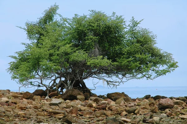 Reusachtige boom op de Oceaan kust. — Stockfoto