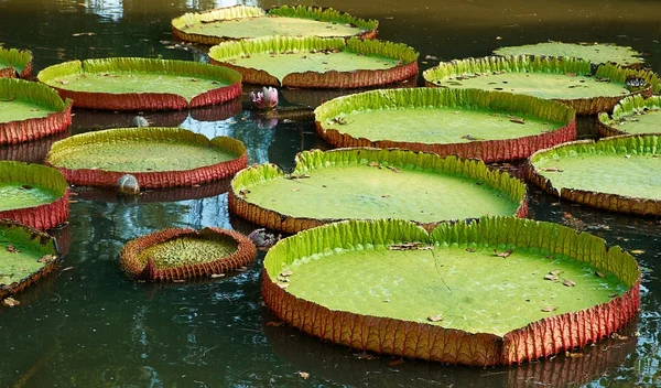 stock image Giant lilies leafs in the pond.