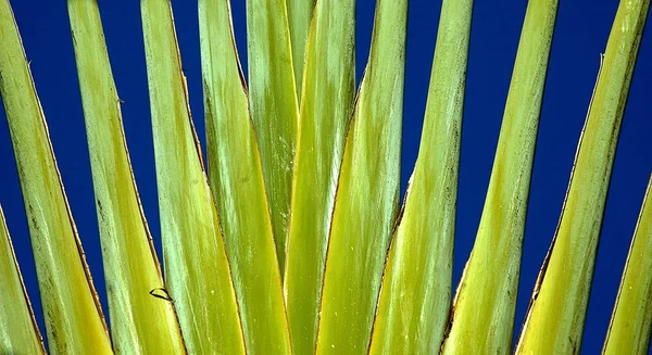 Palma foliage — Stock Photo, Image