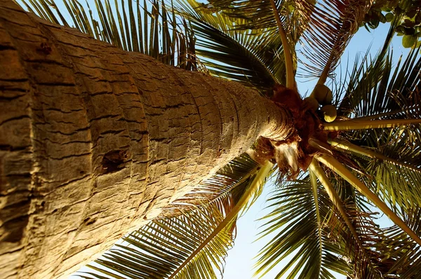 Coconut palma. — Stock Photo, Image