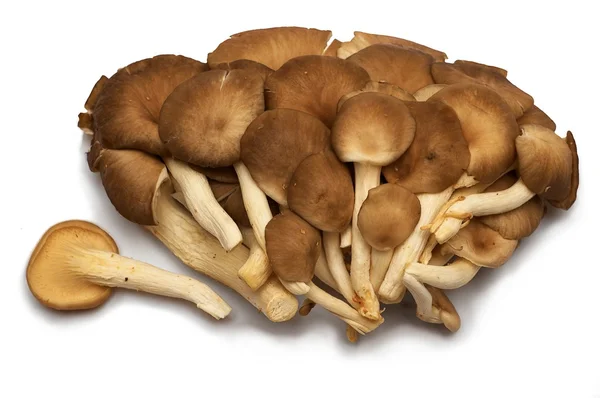 Group of raw mushrooms. — Stock Photo, Image