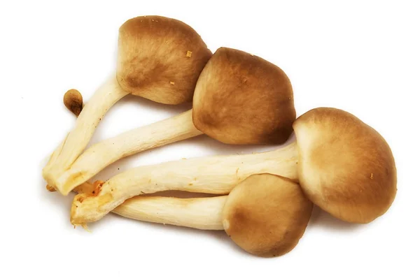 Group of raw mushrooms. — Stock Photo, Image
