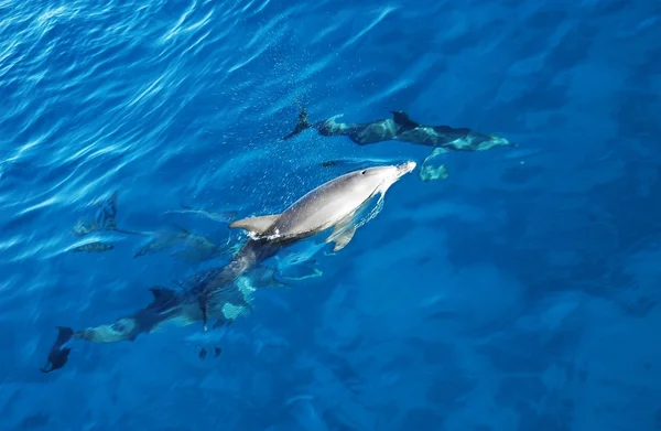 Groep dolfijnen in de zee — Stockfoto