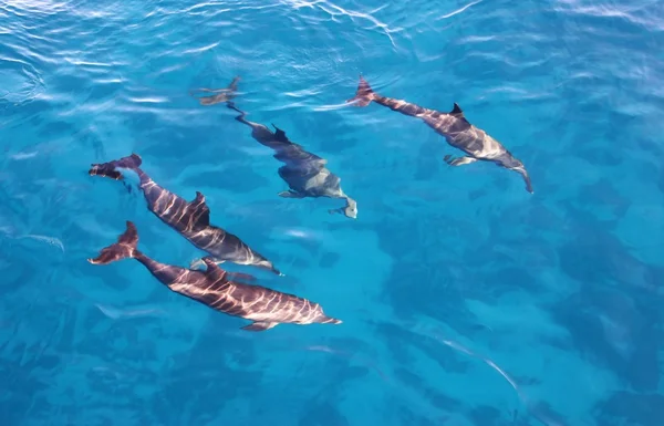 Grupa delfinów w morzu — Zdjęcie stockowe