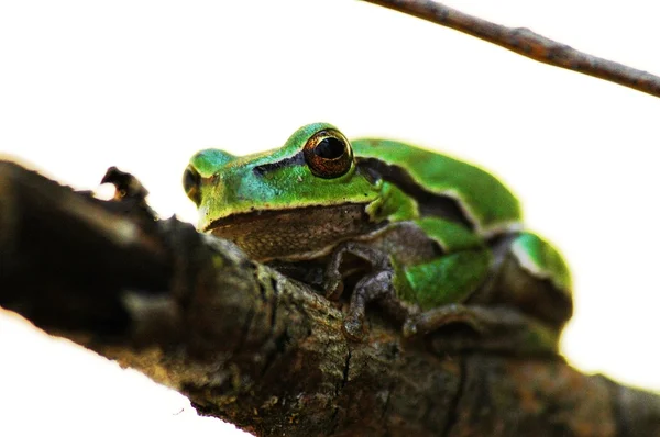 Quite green frog — Stock Photo, Image