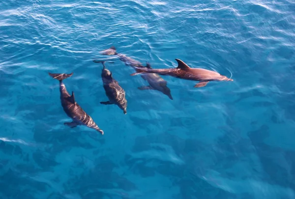 Группа дельфинов в море — стоковое фото