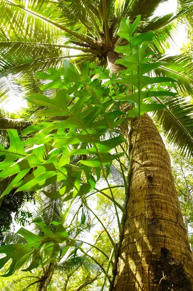 Arbre géant dans la forêt tropicale. — Photo