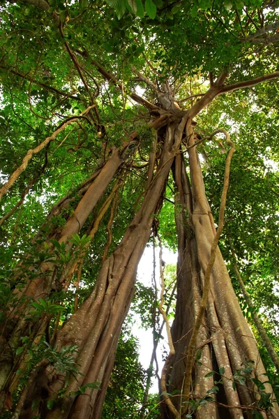Jätteträd i regnskogen. Royaltyfria Stockfoton