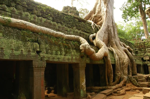 Körs av gamla kambodjanska tempel — Stockfoto