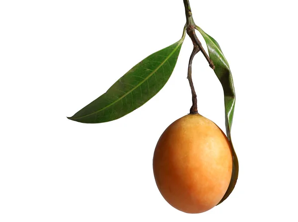 Exotic Thai Fruit. Maprang, Marian plum — Stock Photo, Image