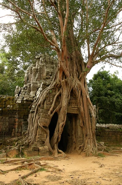 Руїни стародавнього камбоджійського храму Стокова Картинка