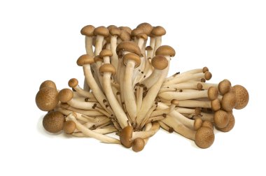 Buna Shimeji mushrooms clipart