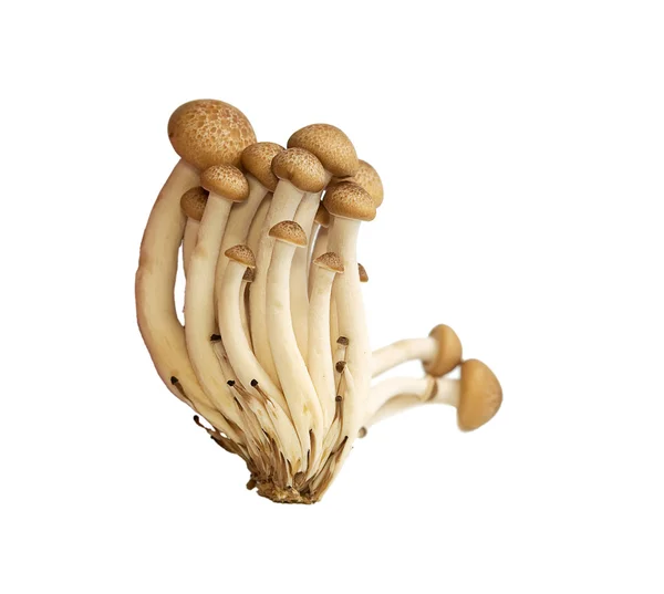 Buna Shimeji mushrooms — Stock Photo, Image