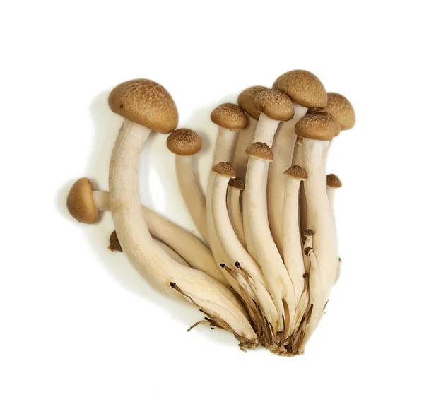 stock image Buna Shimeji mushrooms