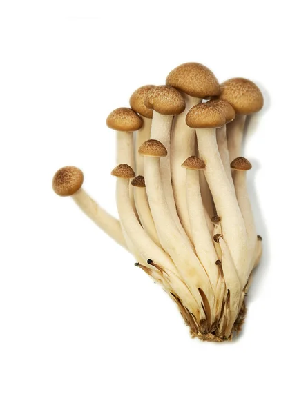 stock image Buna Shimeji mushrooms