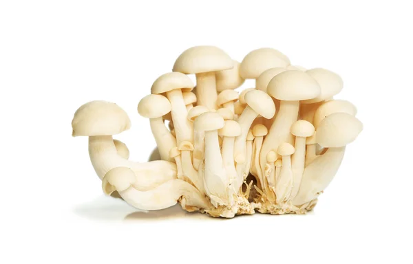White Crab Mushrooms — Stock Photo, Image