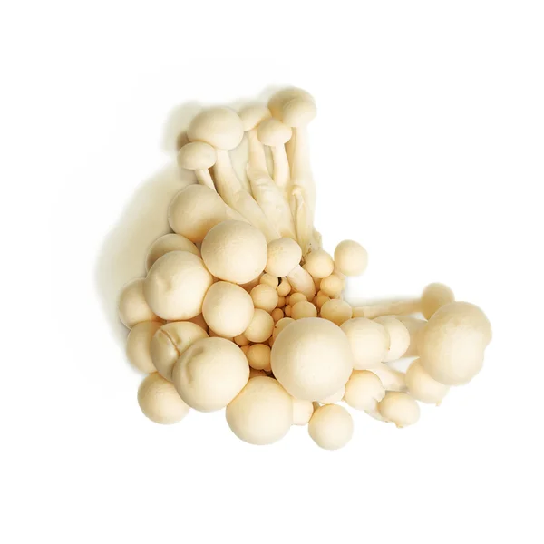 Белые крабовые грибы — стоковое фото