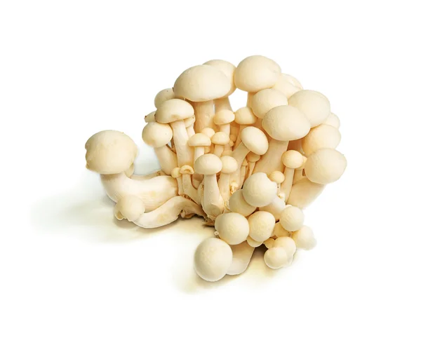 stock image White Crab Mushrooms