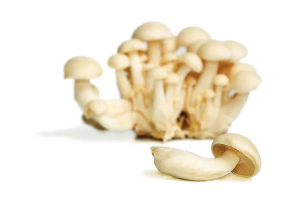 White Crab Mushrooms — Stock Photo, Image