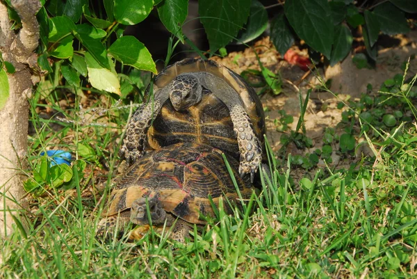 Sköldpadda, — Stockfoto