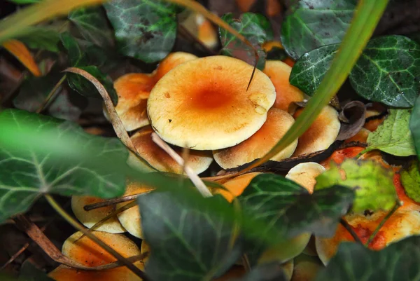 Mushroom, — Stock Photo, Image