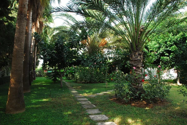Palm bushes tur — Stock Photo, Image