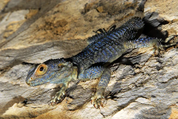 Lizard; — Stock Photo, Image