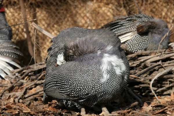Gine Baykuşu — Stok fotoğraf