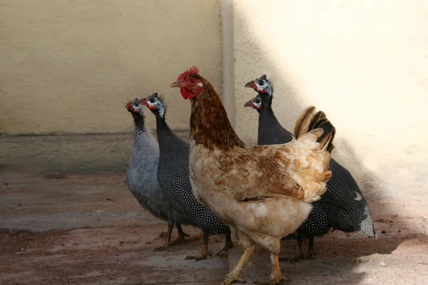 Gallo de Guinea —  Fotos de Stock