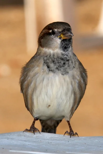 Sparrow — Stock Photo, Image