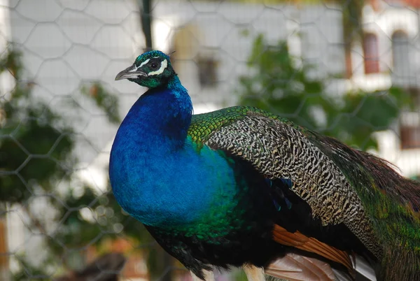 Peacock; — Stock Photo, Image