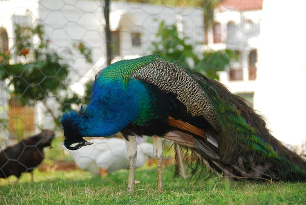 Peacock; — Stock Photo, Image