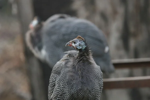 Guinee-Fowl; — Stockfoto
