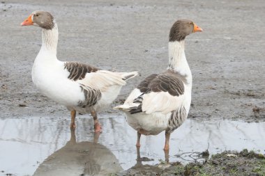 hayvanlar, anseriformes