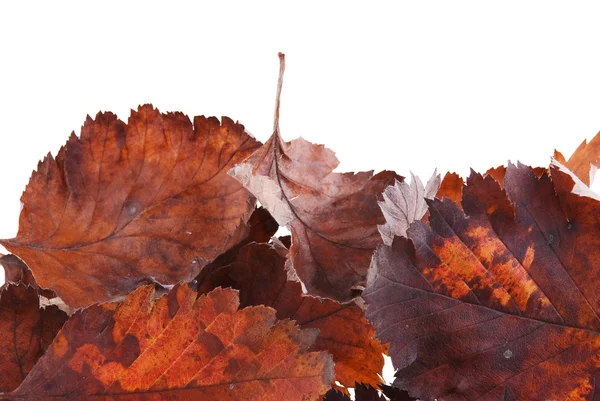 Folhas de outono isoladas em backgrou branco Fotos De Bancos De Imagens
