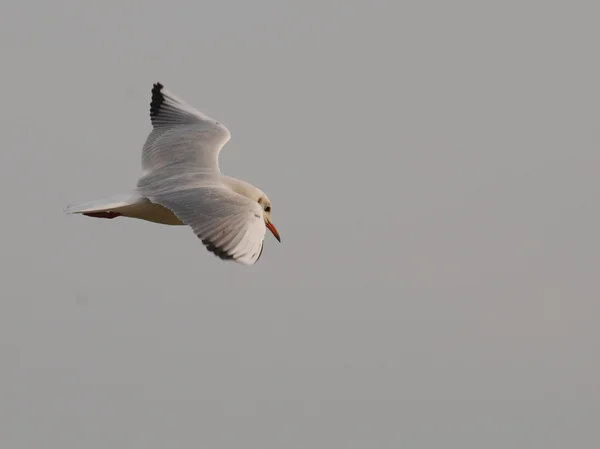 Un seagul. — Foto de Stock